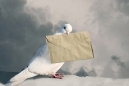 Почтовые голуби (спортивные): описание, как знают куда лететь, фото